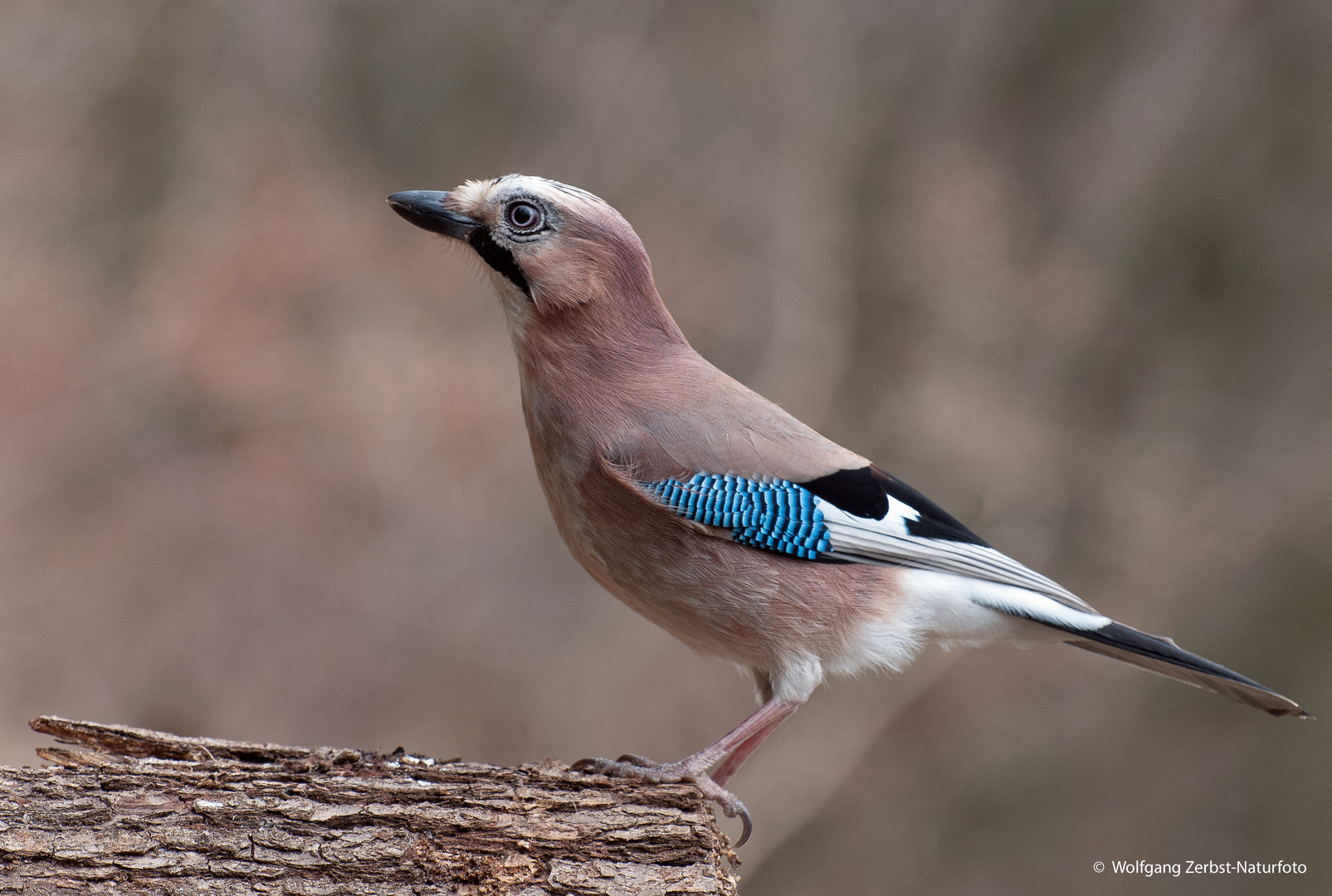 --- Eichelhäher 2 ---   ( Garrulus gladarius )