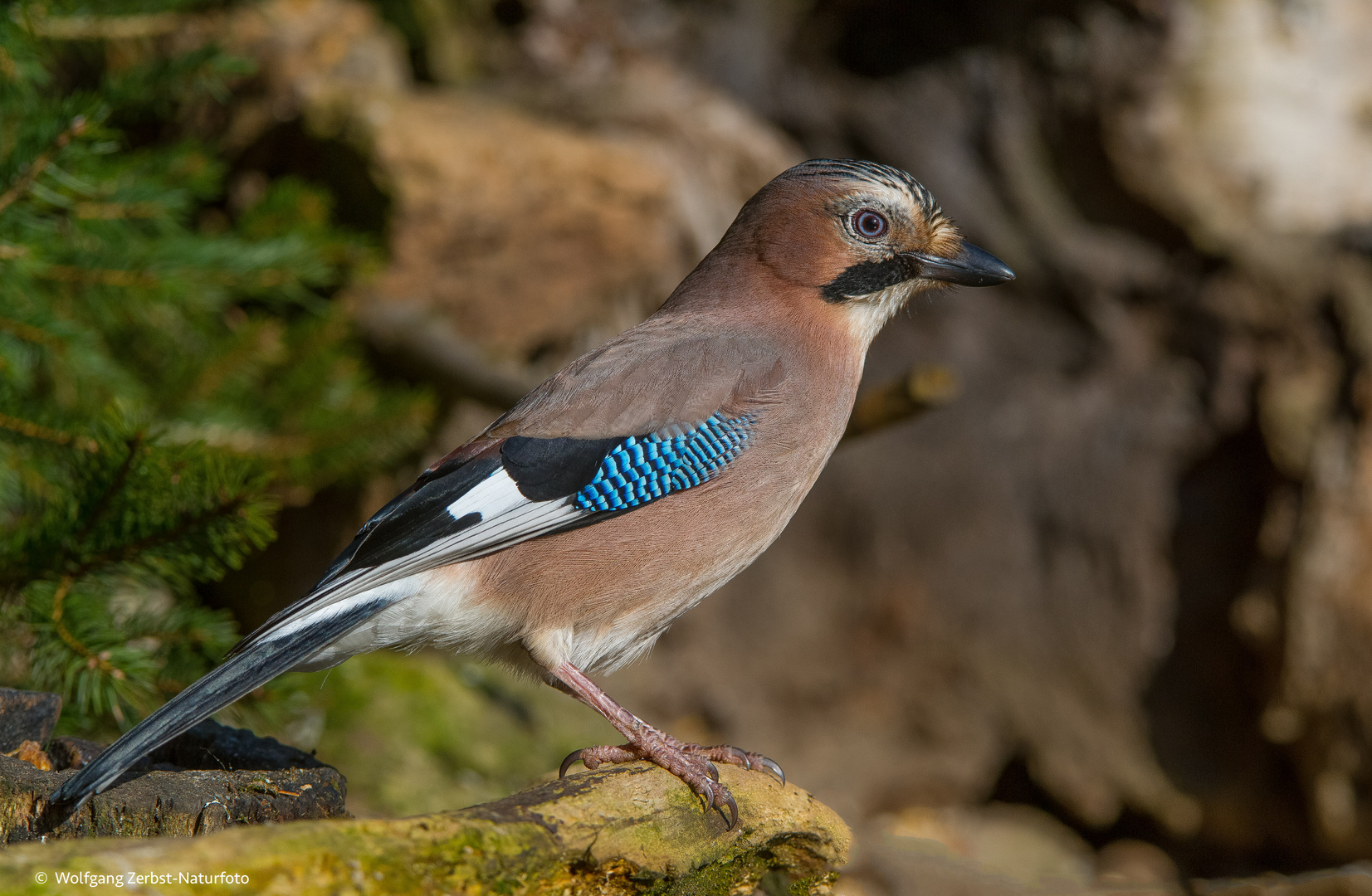 Eichelhäher Foto &amp; Bild fotos, natur, tiere Bilder