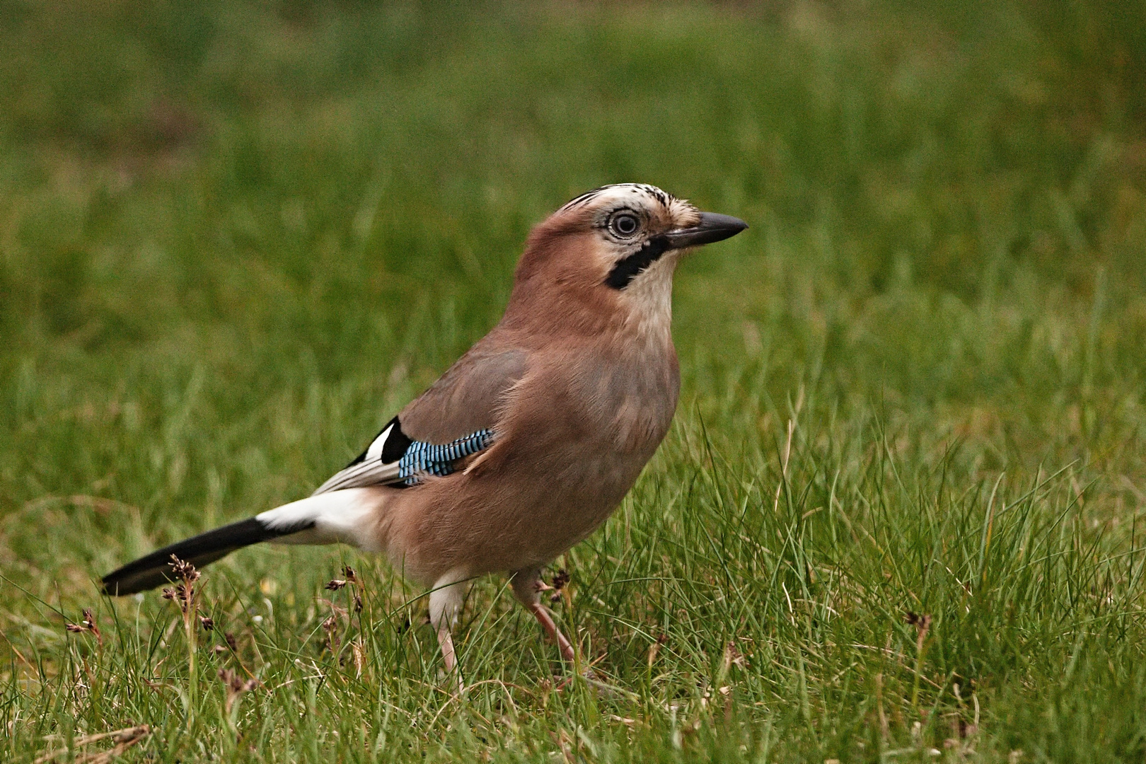 Eichelhäher