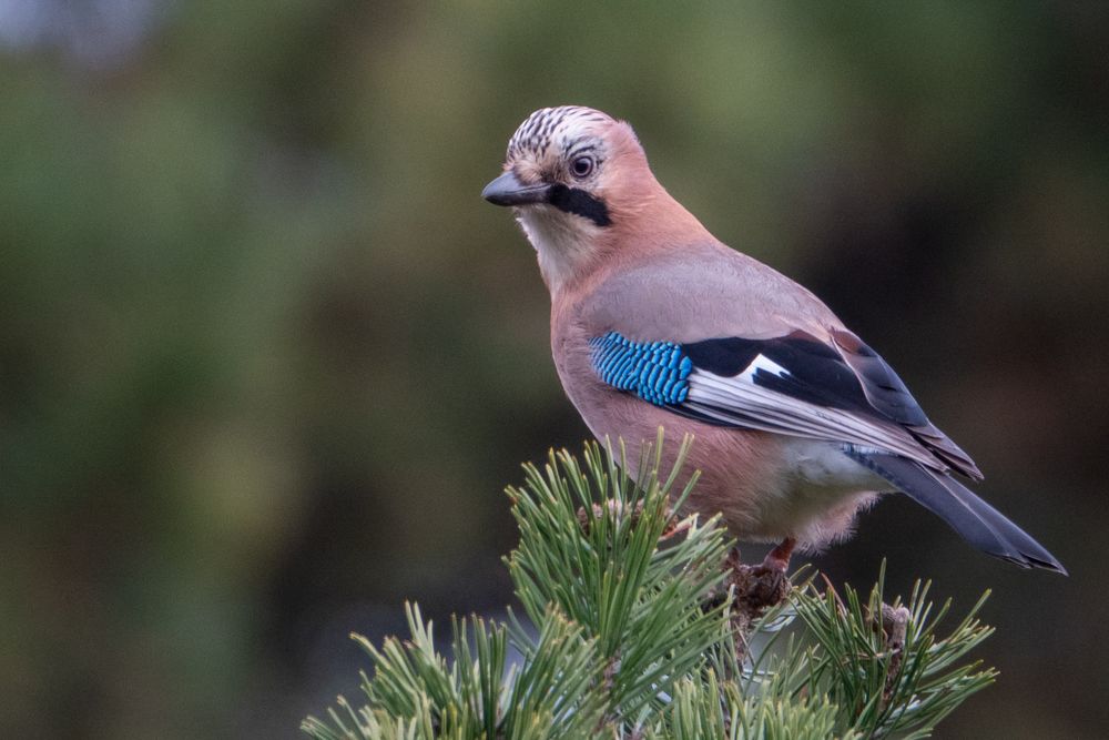 Vogelbilder Kostenlos Zum Ausdrucken: Bring die Vogelwelt zum Leben!