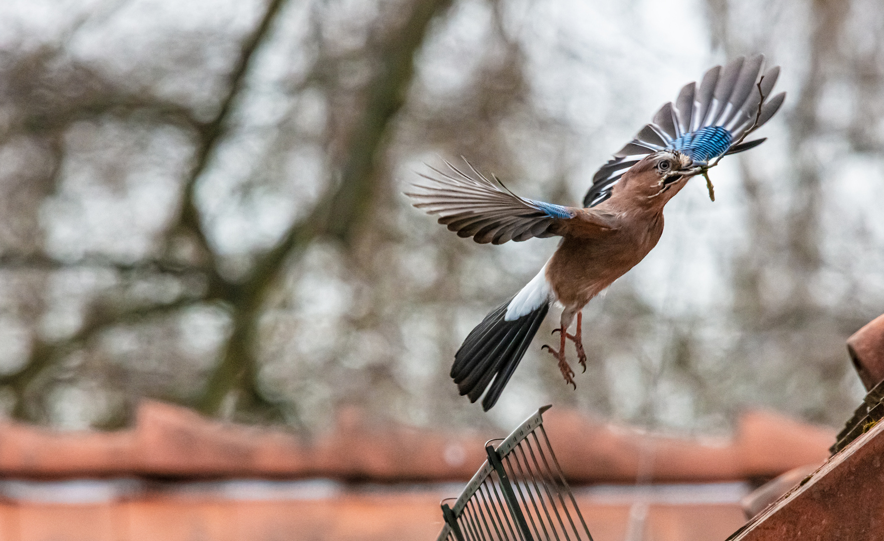     Eichelhäher...  Abflug zum Nest   