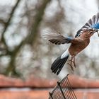     Eichelhäher...  Abflug zum Nest   