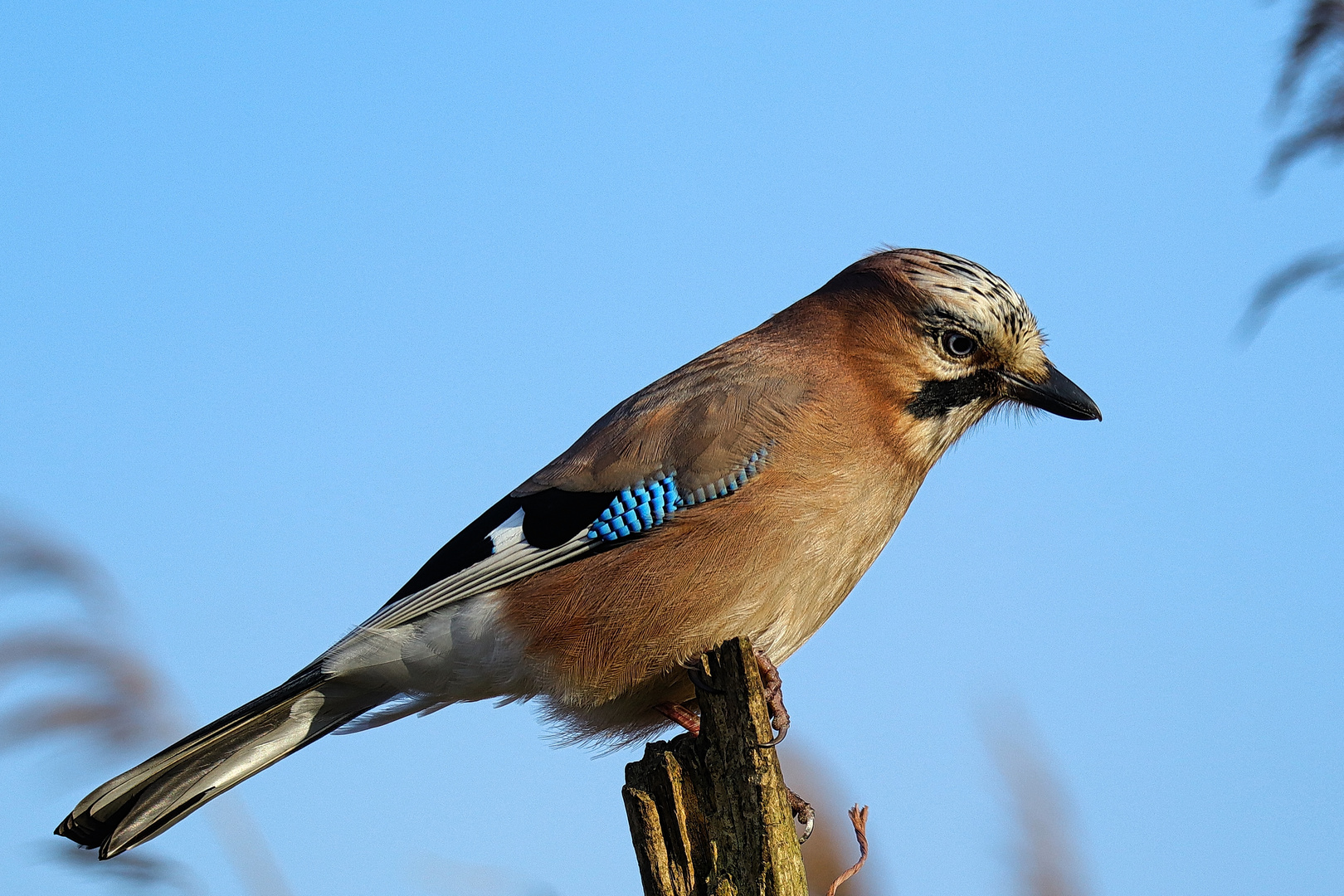 Eichelhäher Altvogel