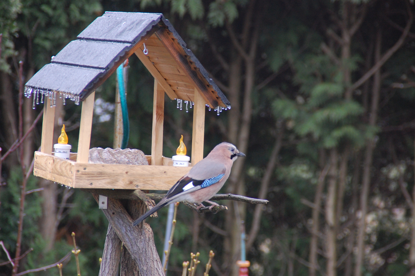 Eichelhäher am Vogelhäuschen