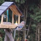 Eichelhäher am Vogelhäuschen