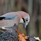 Eichelhäher an der Wintervogelstelle..