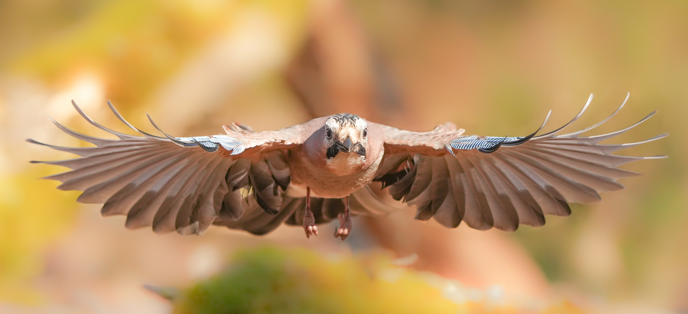 Eichelhäher Anflug