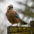 Eichelhäher auf einem Pergola-Reiter  .....