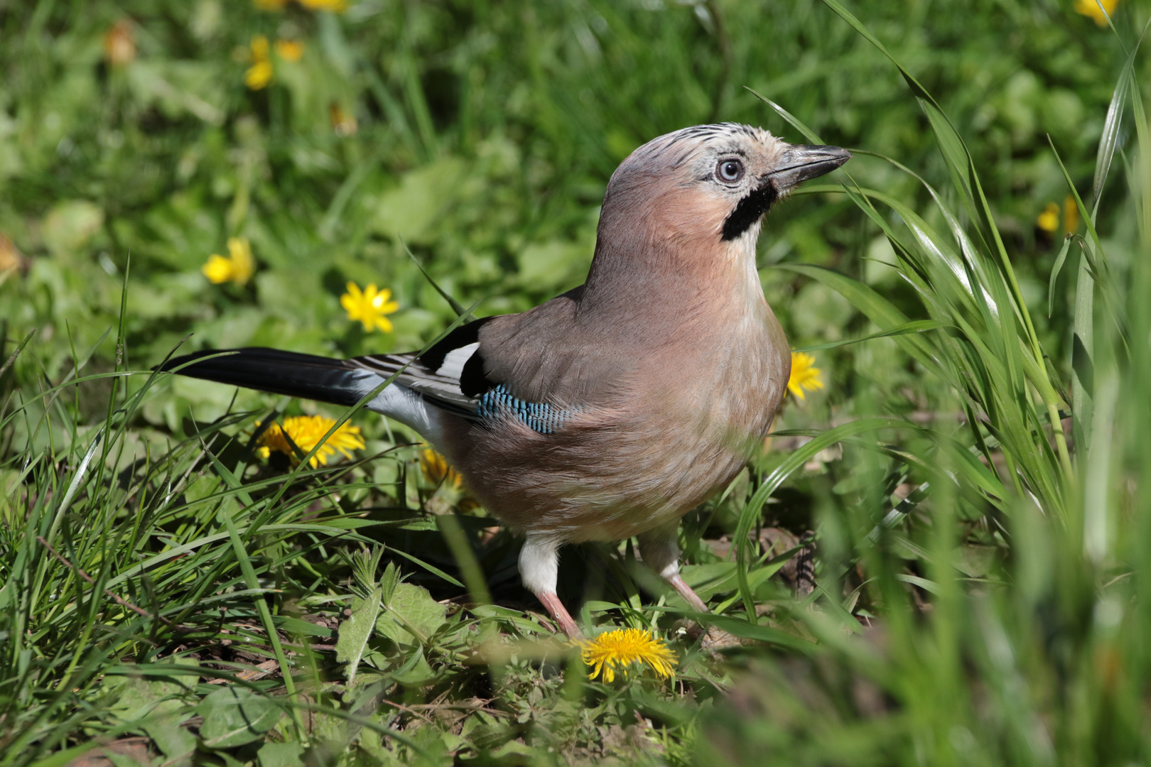 Eichelhäher auf Futtersuche IMG_0199