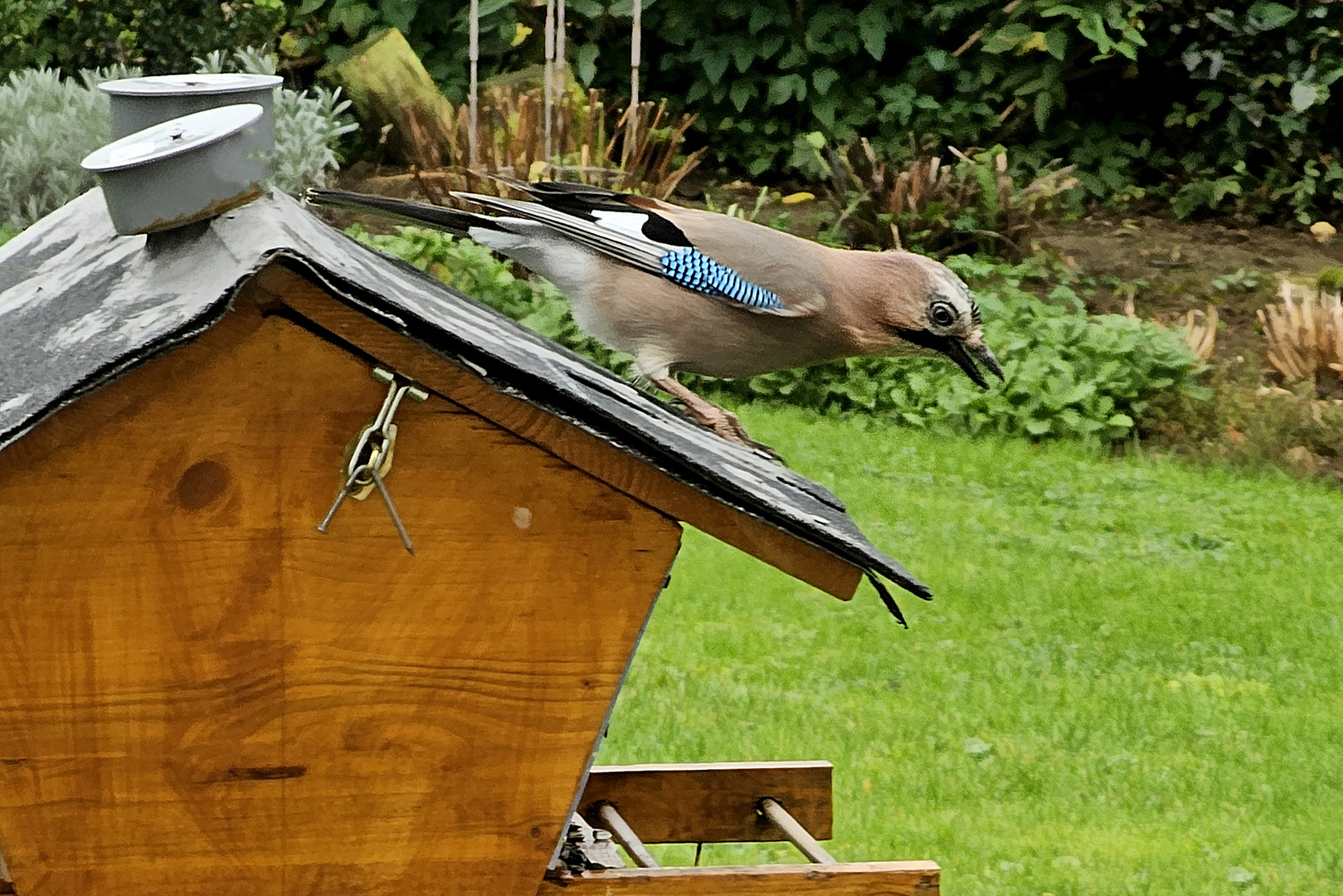 Eichelhäher auf unserem Futterhaus