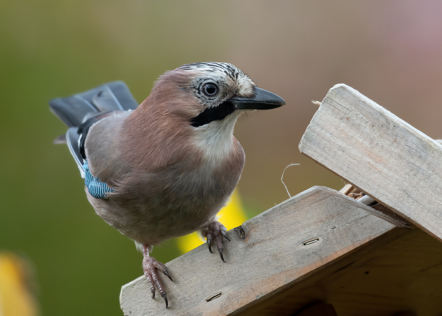 Eichelhäher auf Vogelhäuschen