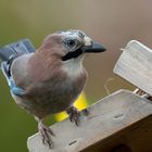 Eichelhäher auf Vogelhäuschen