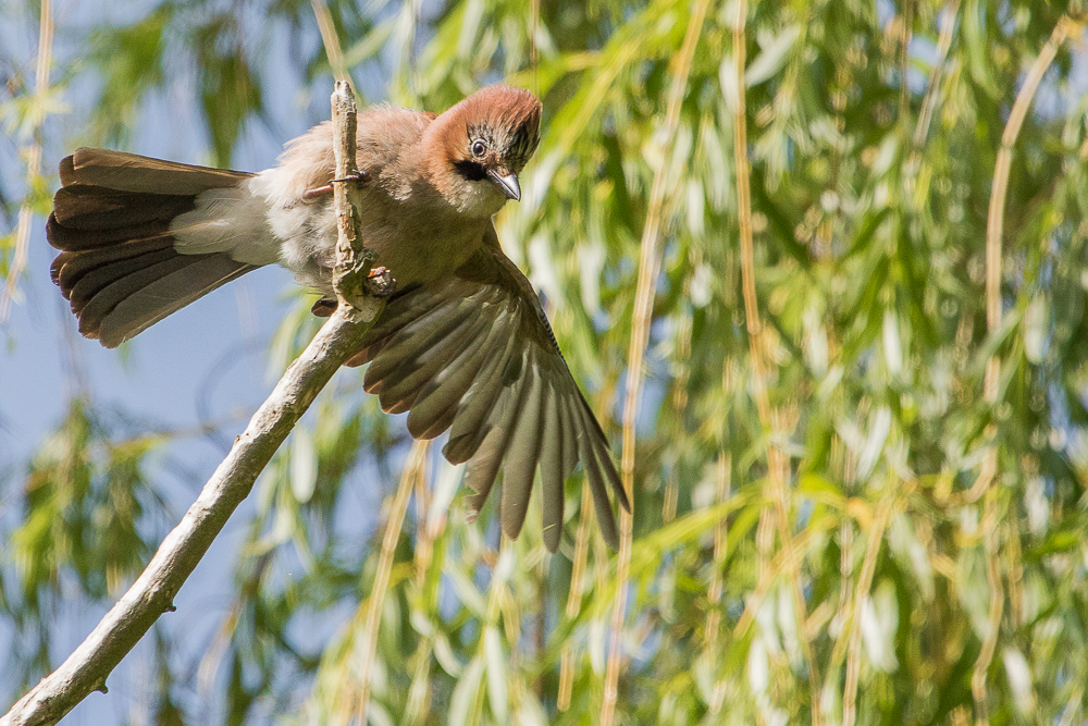 Eichelhäher beim Abflug 2