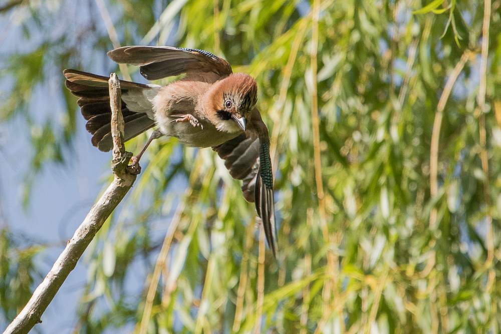 Eichelhäher beim Abflug 3