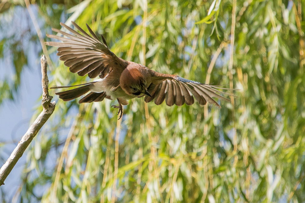 Eichelhäher beim Abflug 4