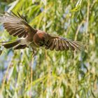 Eichelhäher beim Abflug 4