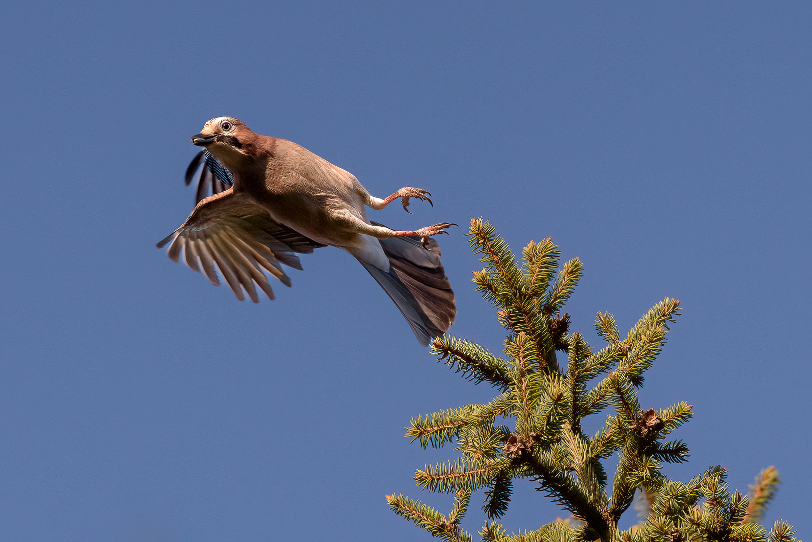 Eichelhäher beim Abflug