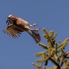 Eichelhäher beim Abflug