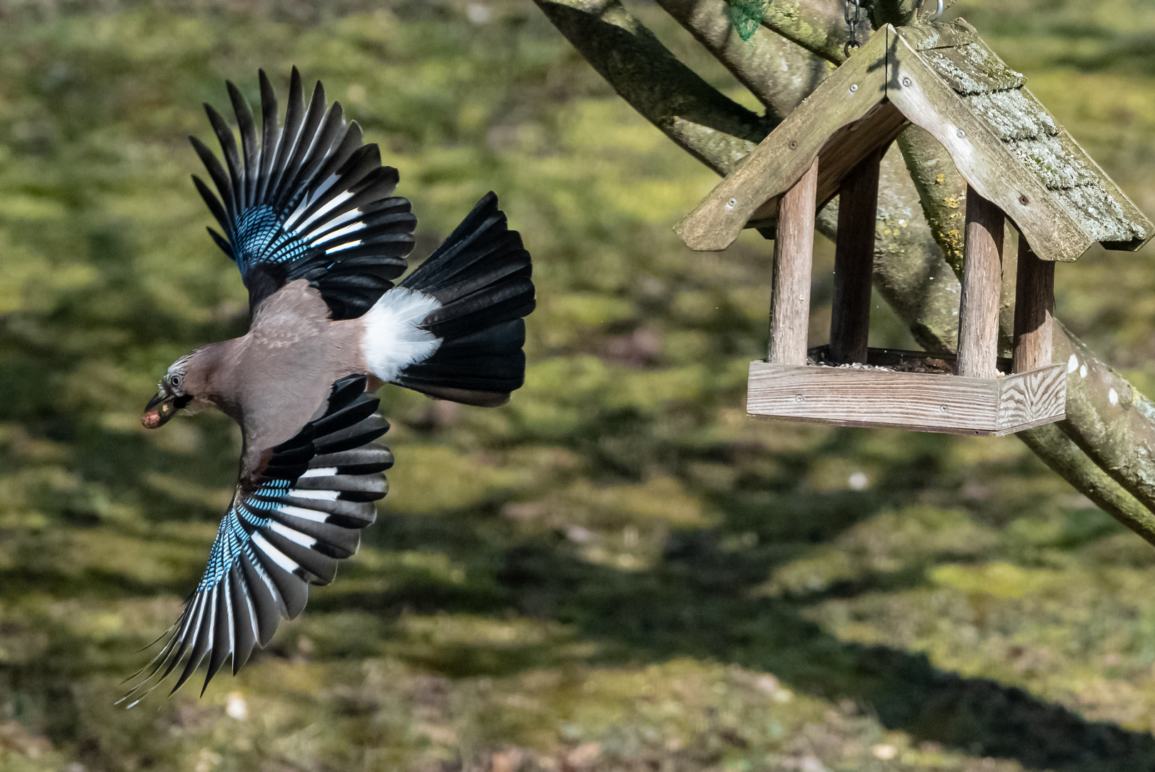 Eichelhäher beim Abflug ...