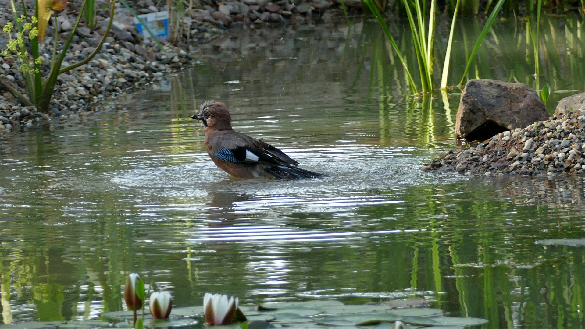 Eichelhäher beim Baden 