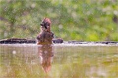 Eichelhäher beim Baden...