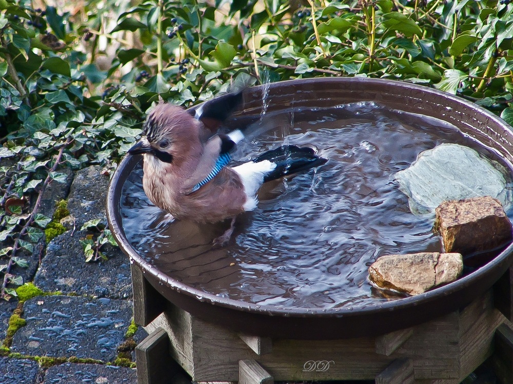 Eichelhäher beim Baden