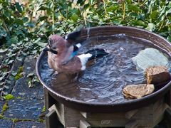 Eichelhäher beim Baden