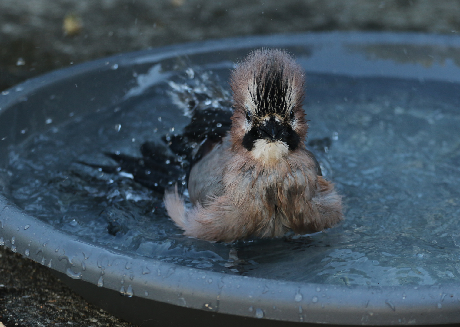 Eichelhäher beim Baden