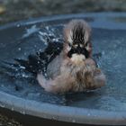 Eichelhäher beim Baden