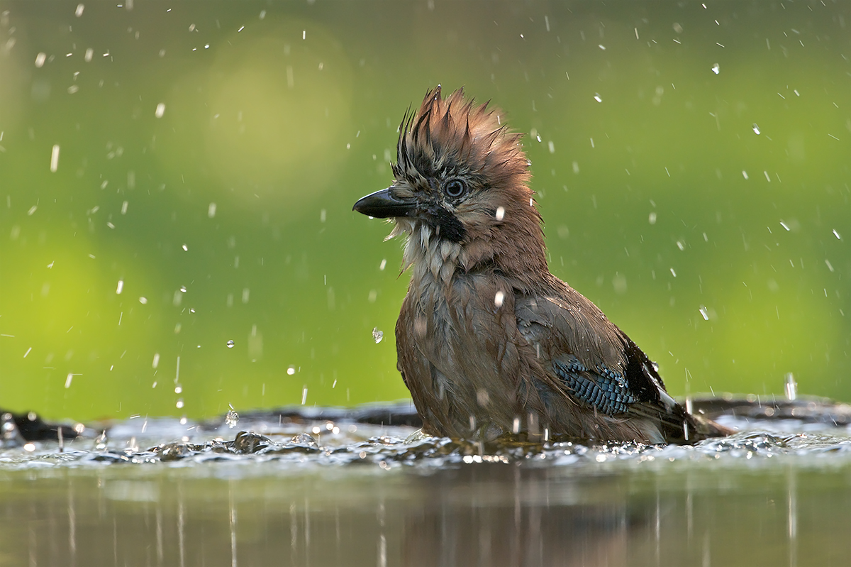 Eichelhäher beim Baden II