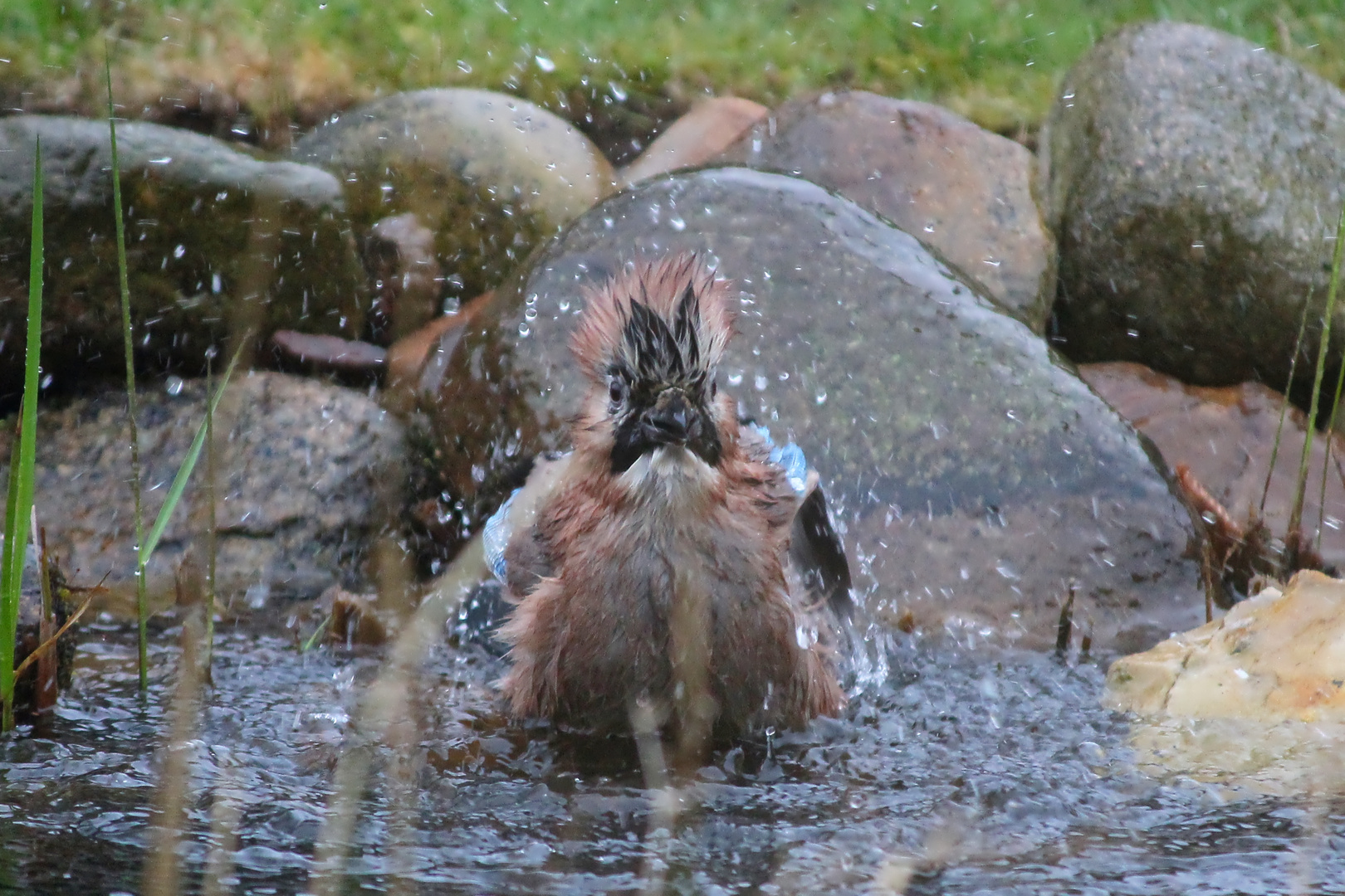 Eichelhäher beim Morgenbad -  jay taking a morning bath