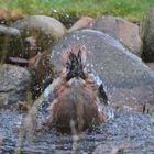 Eichelhäher beim Morgenbad -  jay taking a morning bath