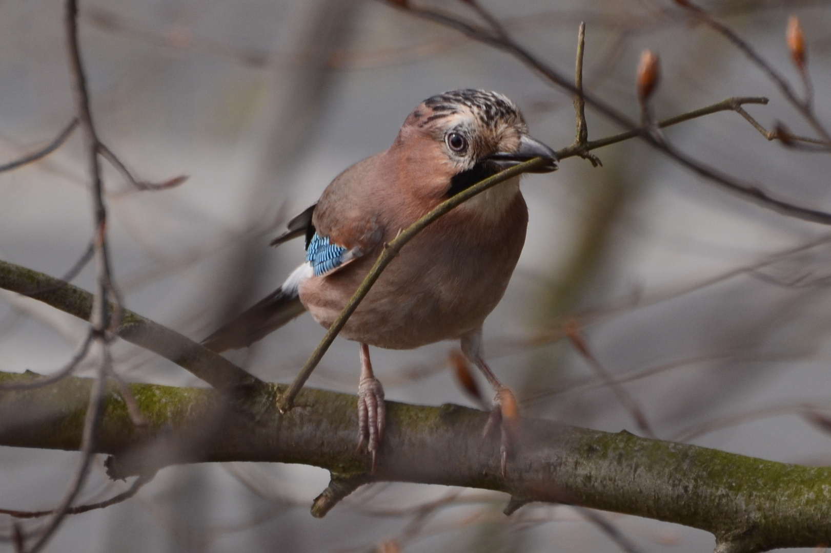 Eichelhäher beim Nestbau