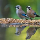 Eichelhäher Duet am Vogelansitz