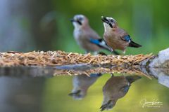 Eichelhäher Duet am Vogelansitz