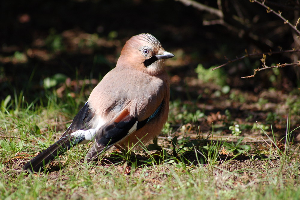 Eichelhäher ein prächtiger Vogel und doch ein Rabe?