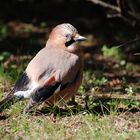 Eichelhäher ein prächtiger Vogel und doch ein Rabe?