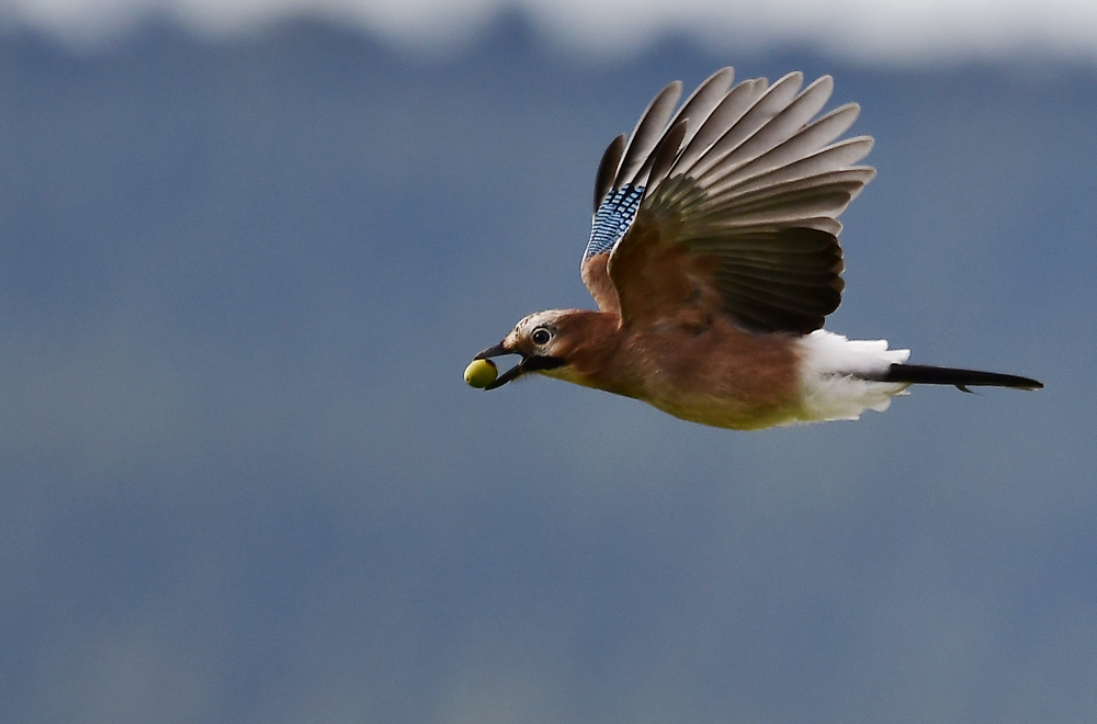 Eichelhäher Flug mit Eichel