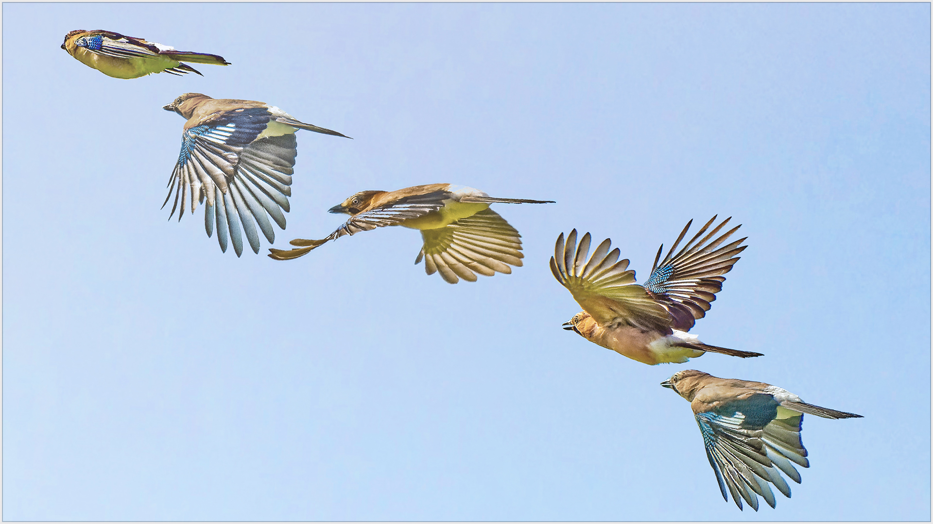 Eichelhäher, Flugstudie