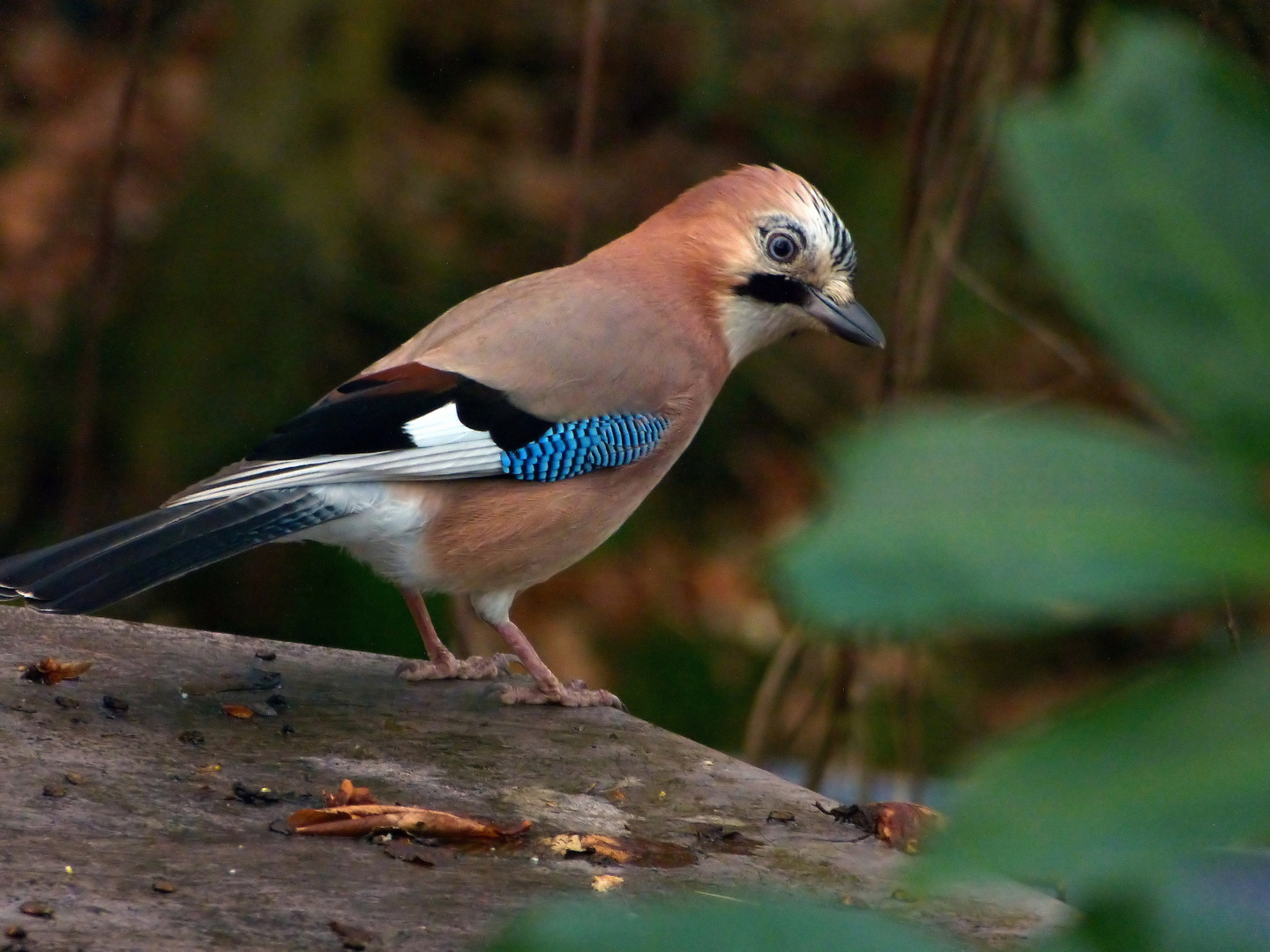 Eichelhäher   gallurus glandarius