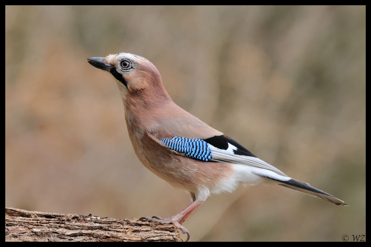 _ Eichelhäher - ( Garrulus gladarius )