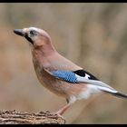 _ Eichelhäher - ( Garrulus gladarius )