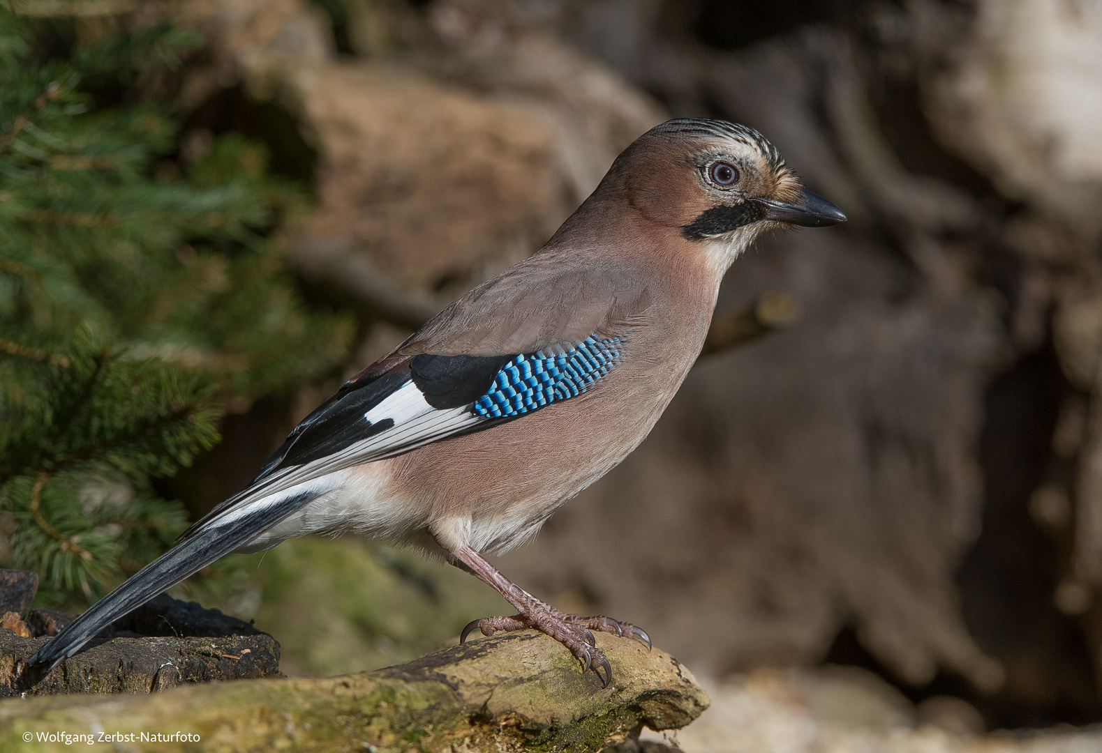   -  Eichelhäher -  ( Garrulus gladarius )