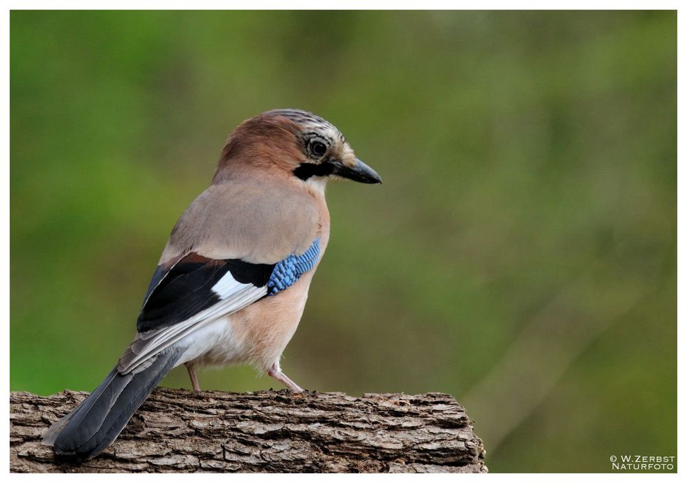 - Eichelhäher - ( Garrulus gladarius )