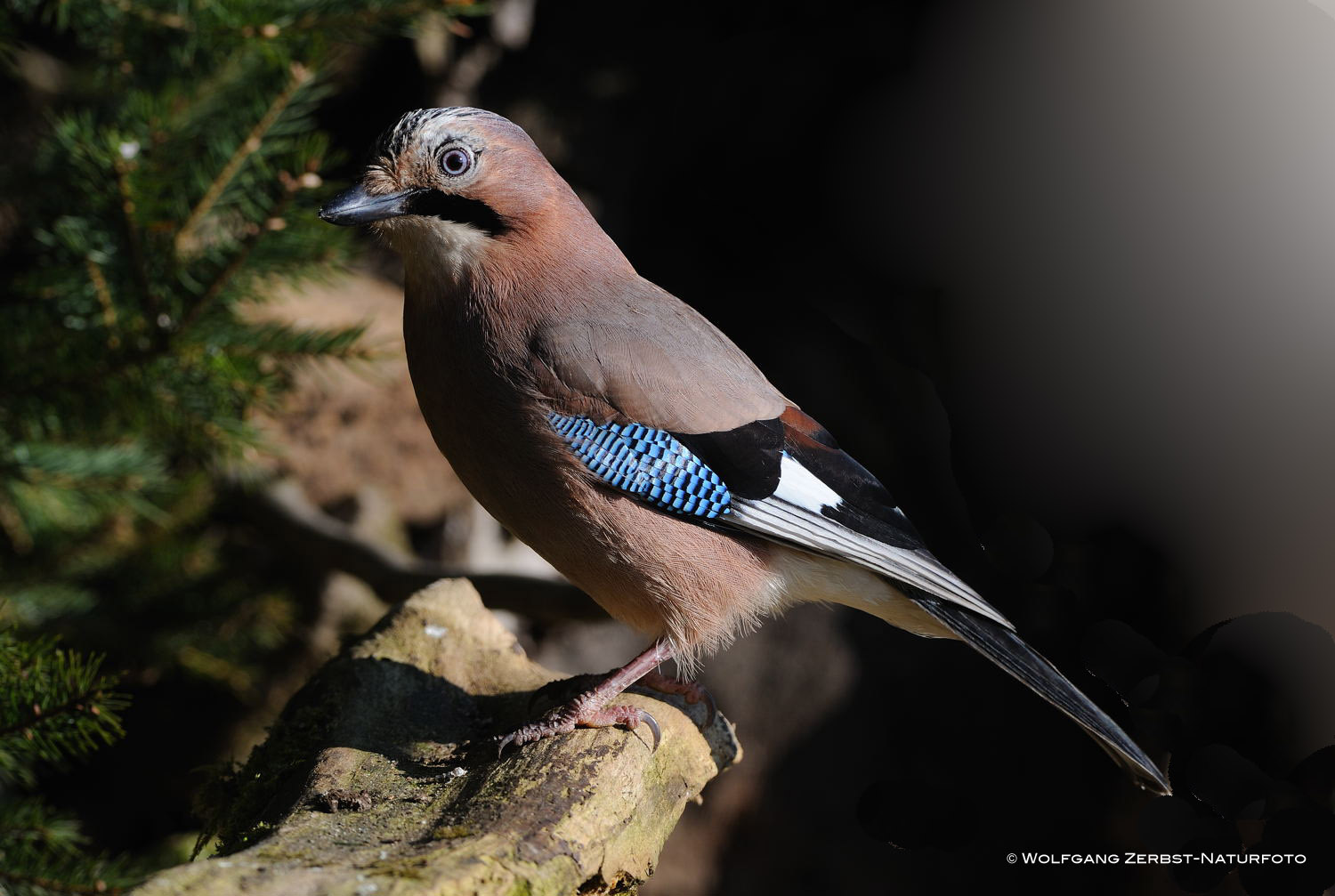 --- Eichelhäher --- ( Garrulus gladarius )