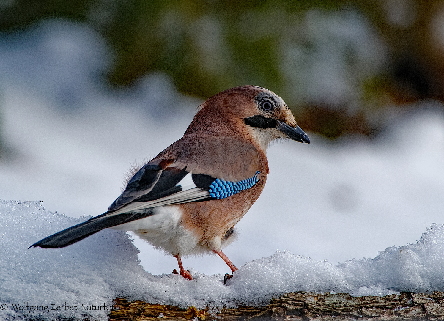    - Eichelhäher -   ( Garrulus glanarius )