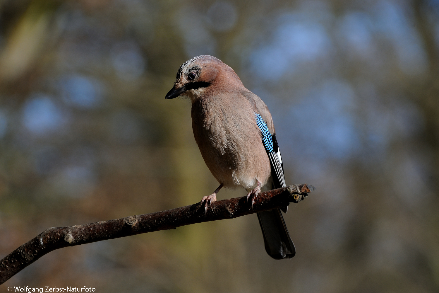 --- Eichelhäher ---   ( Garrulus glanarius )