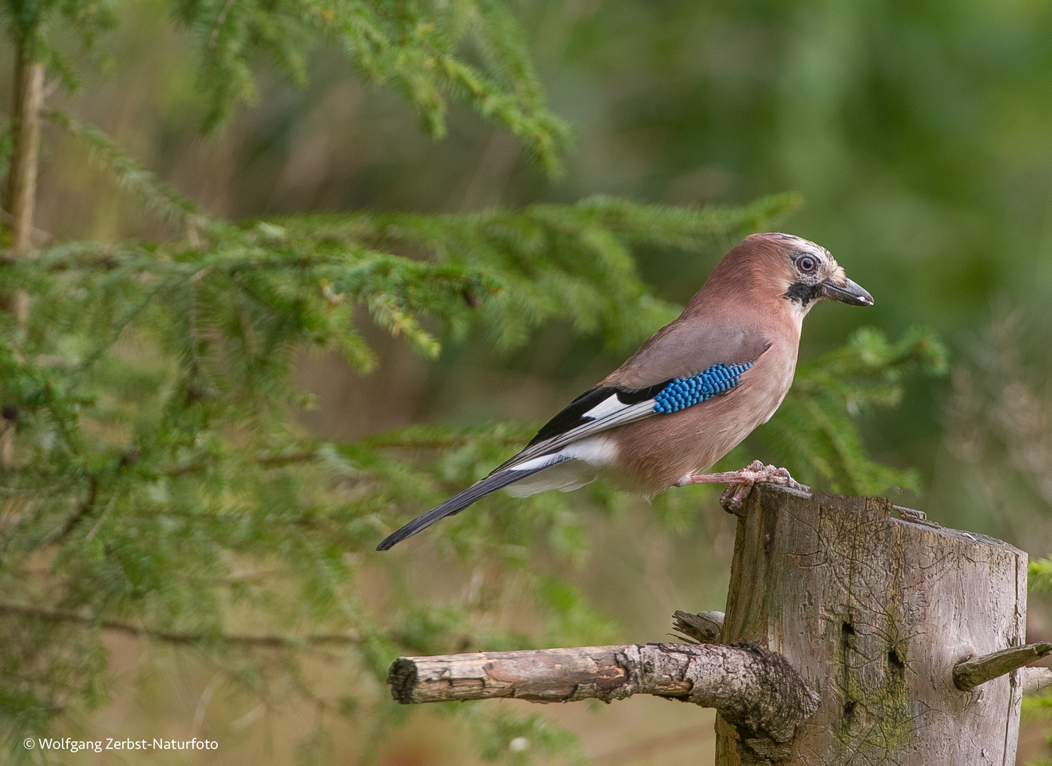 --- Eichelhäher ---  ( Garrulus glanarius )