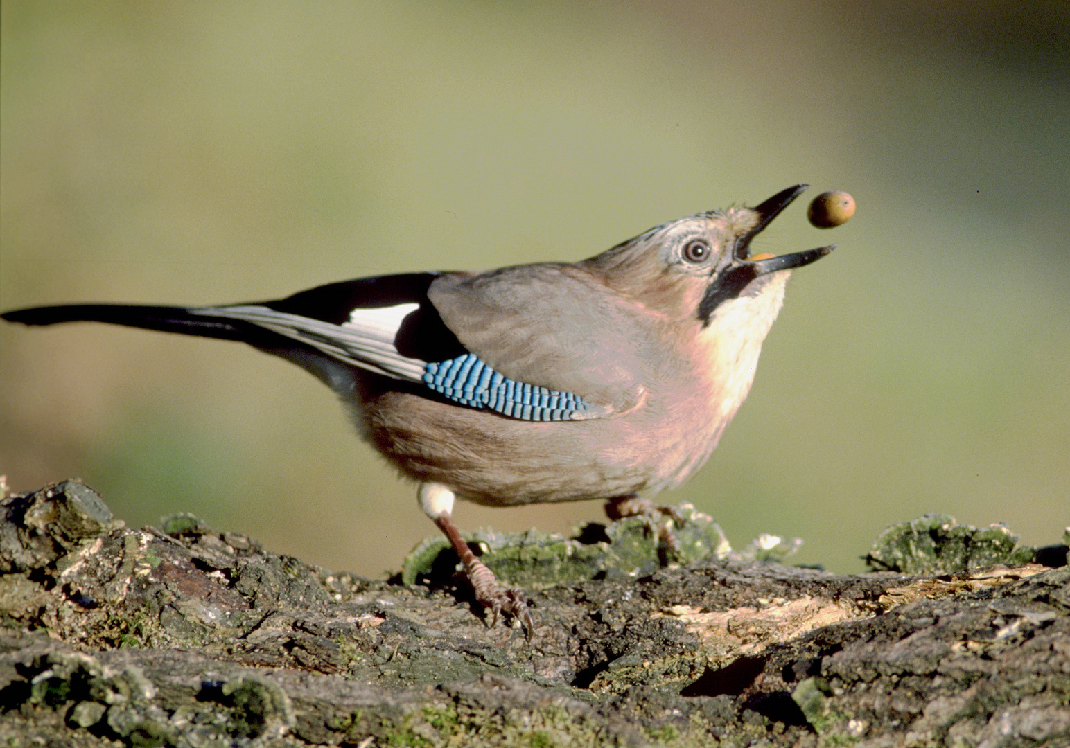  - EICHELHÄHER -( Garrulus glandarirus )