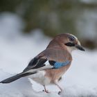 --- Eichelhäher ---   ( Garrulus glandariua )